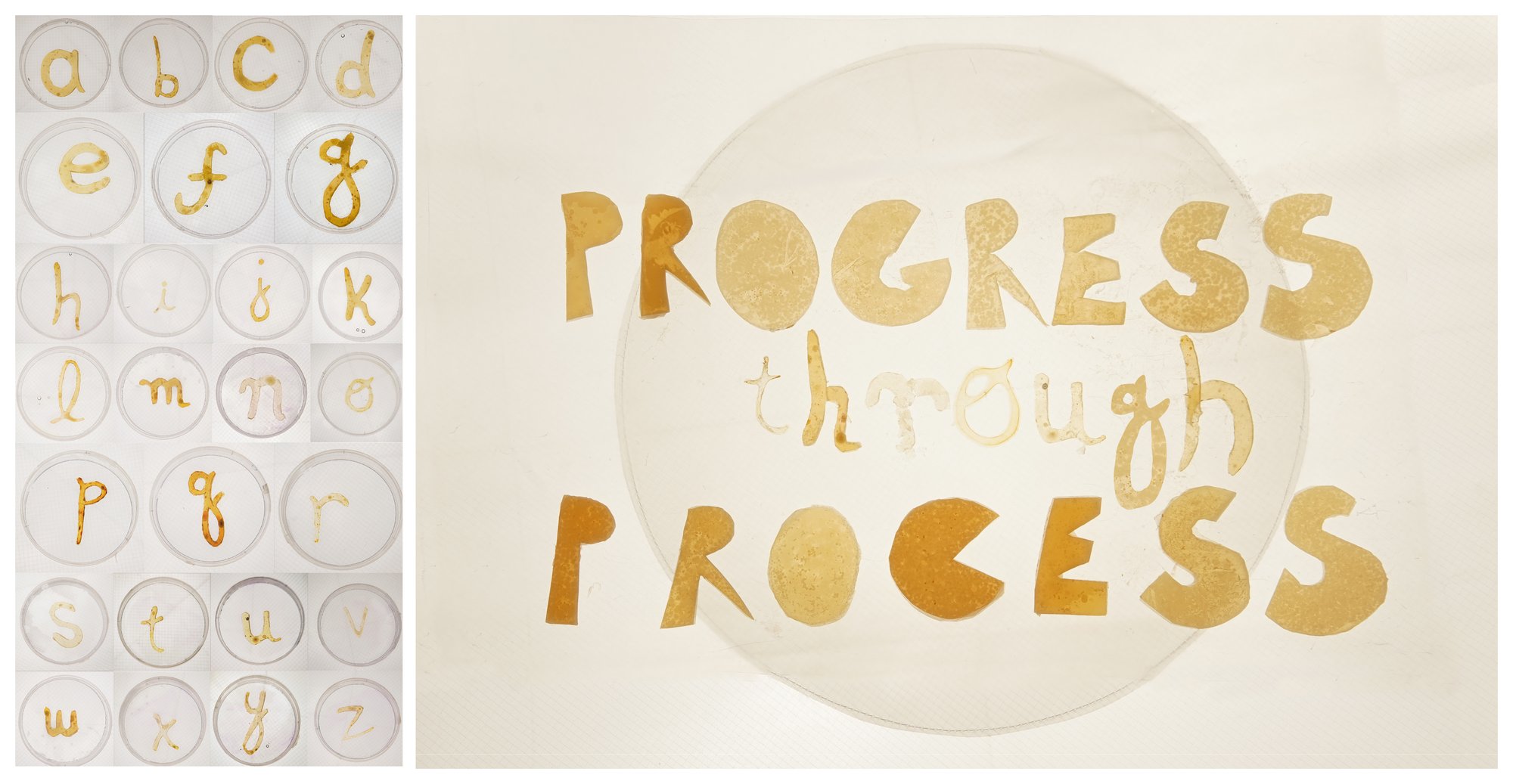 Agar Alphabet: bacteria-grown letterforms in agar plates